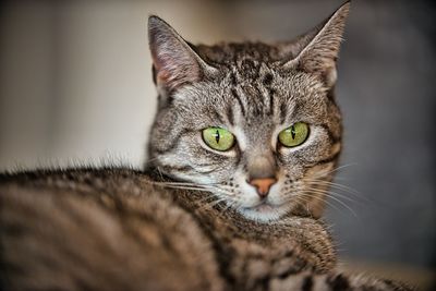 Close-up portrait of a cat