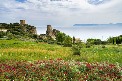 Scenic view of flowering plants on land against sky