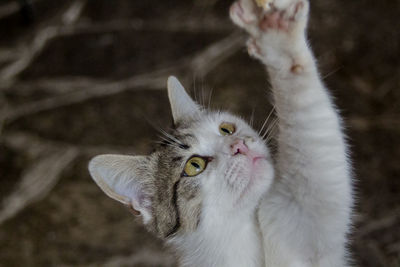 Close-up portrait of a cat