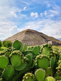 Cactus growing on field against sky