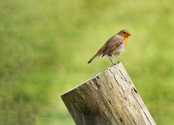 Close-up of bird perching on wooden post