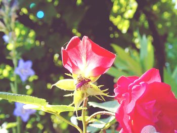 Close-up of pink flowers