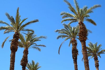 Low angle view of palm trees against clear blue sky