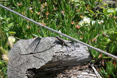 Close-up of lizard on tree