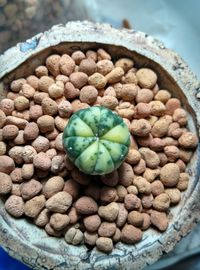 High angle view of eggs in container