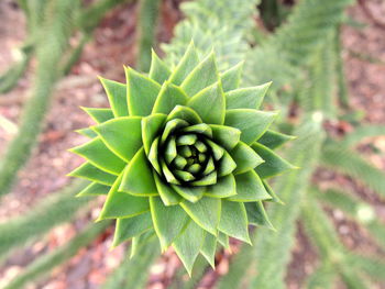 Close-up of green leaves