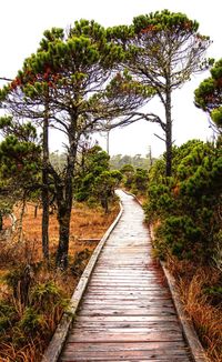 Footpath amidst trees against sky