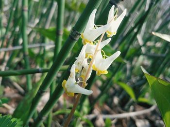 Close-up of white flowering plant