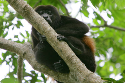 Low angle view of monkey sitting on tree