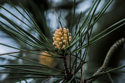 Close-up of pine flower plant