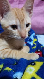 Portrait of cat relaxing on bed at home