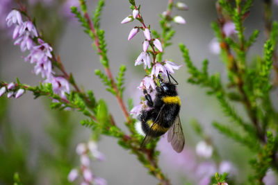 Close-up of bee on flower