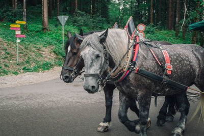 Two horses standing in stable