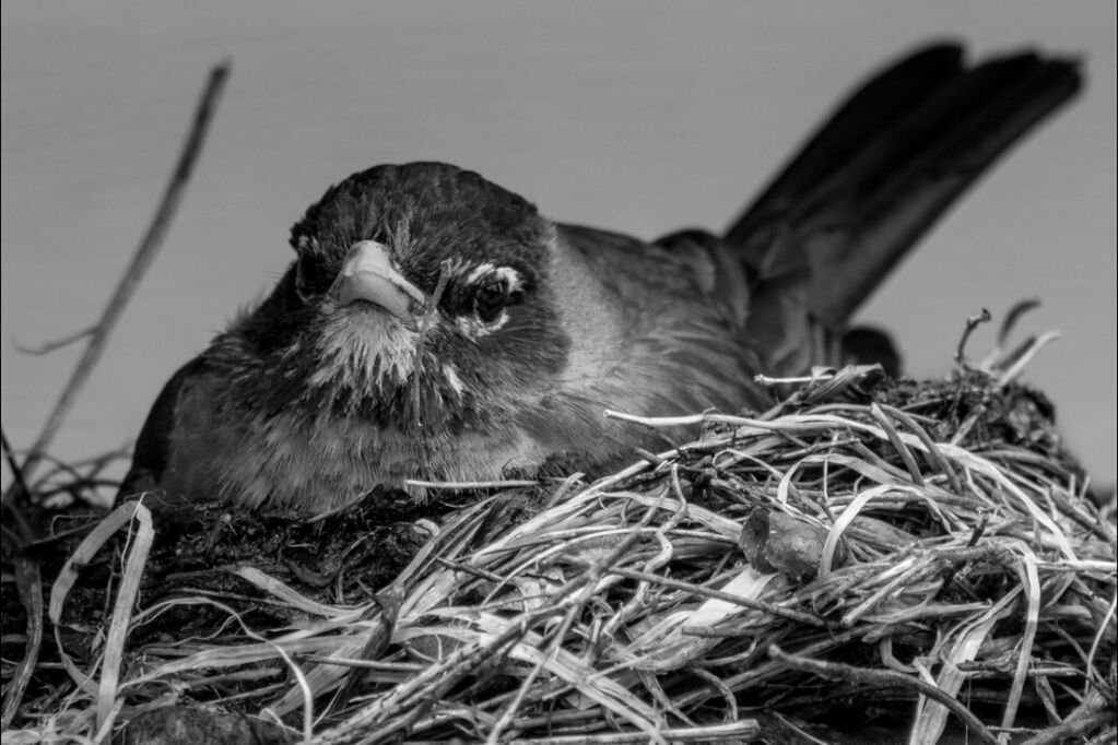 animal themes, one animal, bird, animals in the wild, wildlife, close-up, focus on foreground, animal head, no people, looking away, nature, mammal, domestic animals, outdoors, animal hair, day, zoology, animal, perching, grass