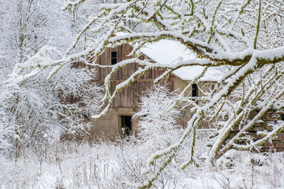 Spooky old aged barn in a winter forest
