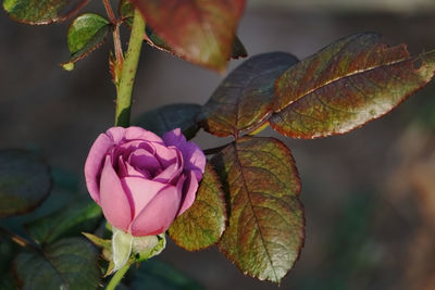 Close-up of pink flowering plant leaves