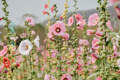 Close-up of pink flowering plants