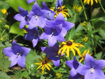 Close-up of purple flowering plants