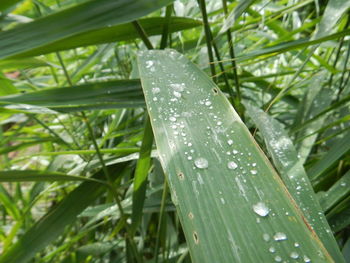 Close-up of wet plant leaves