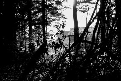 Trees growing in forest