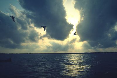 Silhouette birds flying over sea against sky during sunset