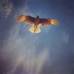Low angle view of bird flying against blue sky