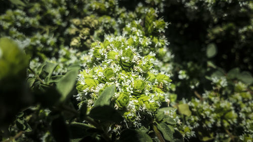 Close-up of flowering plant