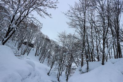 Bare trees on snow covered landscape