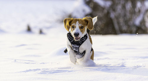 Portrait of a dog in snow