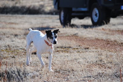 Dog on field