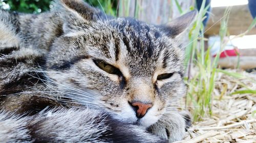 Portrait of cat