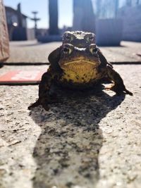 Frogs mating on footpath