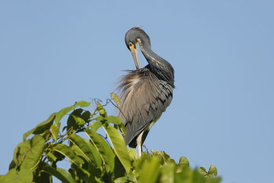 Low angle view of bird perching on plant against sky