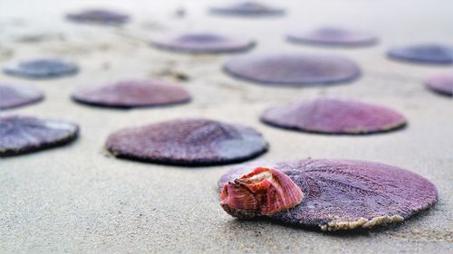 Close-up of shell on rock