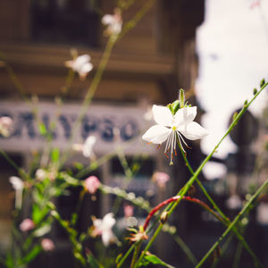 Close-up of white flowering plant