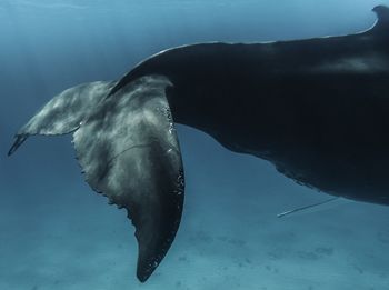 Close up of whale tail swimming in sea