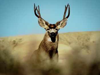 Portrait of deer