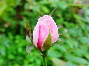 Close-up of pink rose blooming outdoors