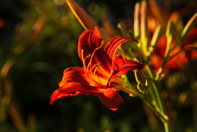 Close-up of orange red flower