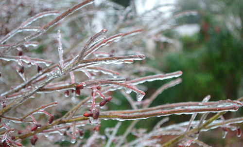 Close-up of wet plant during winter