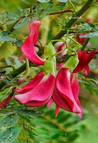 Close-up of wet pink flowers