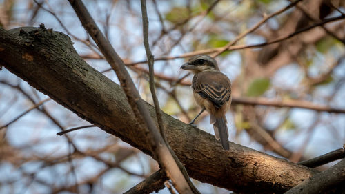Low angle view of bird perching on branch
