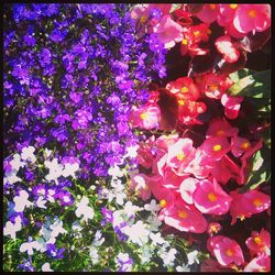 Full frame shot of pink flowers