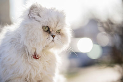 Close-up of a cat