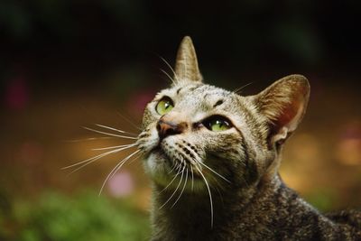 Close-up of cat