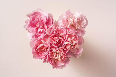 Close-up of pink rose against white background