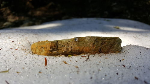 Close-up of lizard