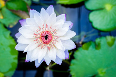 Close-up of purple lotus water lily