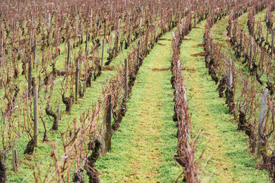 View of vineyard. vineyards in winter