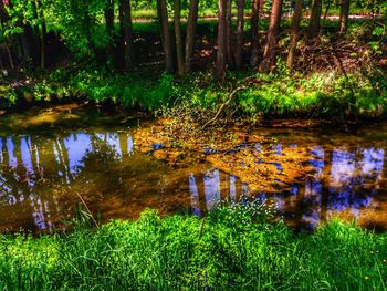 Scenic view of lake in forest